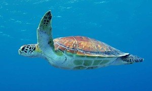 Original Turtle Trading Rules – Do They Still Work?
